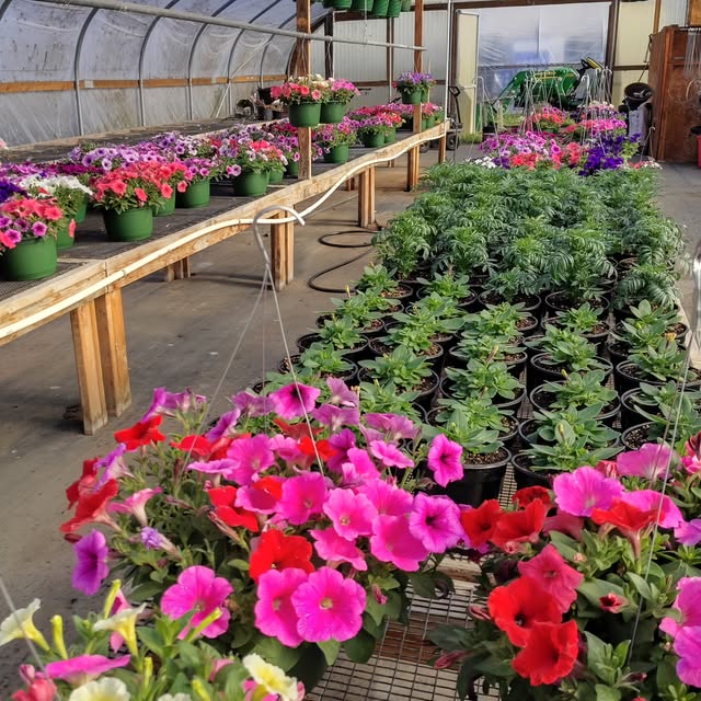 Inside the greenhouse at Fox's Country Garden. Wooden benches of potted petunias in pink, purple and red run down one side, a long bed of green succulents down the other, and hanging baskets in full bloom fill the foreground.