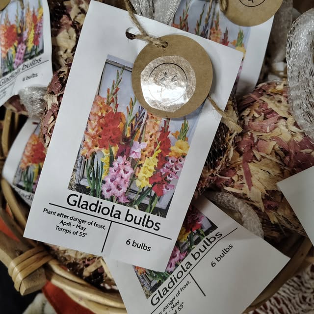 Hand-packaged gladiola bulbs in a wicker basket. Each packet carries a printed label reading Gladiola bulbs, plant after danger of frost, April to May, temps of 55 degrees, six bulbs, finished with a kraft paper tag on garden twine.